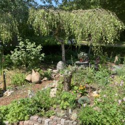 verwaarloosde tuin na 2 maanden aanleg
